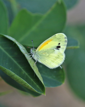 Dainty Sulphur